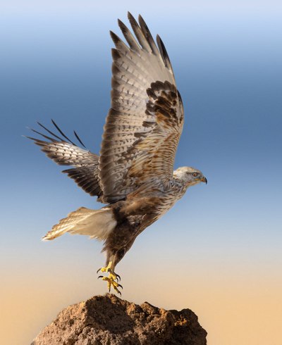 Зарафшонда  йиртқич қуш