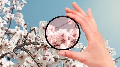 Гуллаш  даврининг ўзгариши  экотизимларга  жиддий таъсир ўтказади