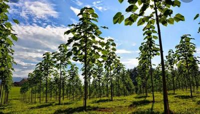 Павловния &ndash;  биз учун ишончли  табиий ҳамкор
