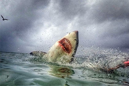 Акула ҳамласи