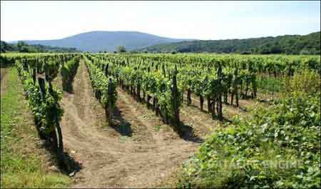 Боғи борнинг ризқи бутун