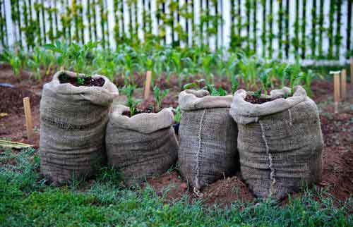 Қопда картошка ўстириш