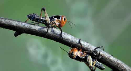 Огоҳ бўлинг: чигирткалар ҳужуми