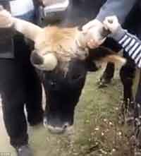 Уч шохли сигир