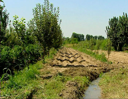 ЁЗДА КЎЧАТ ПАРВАРИШИ