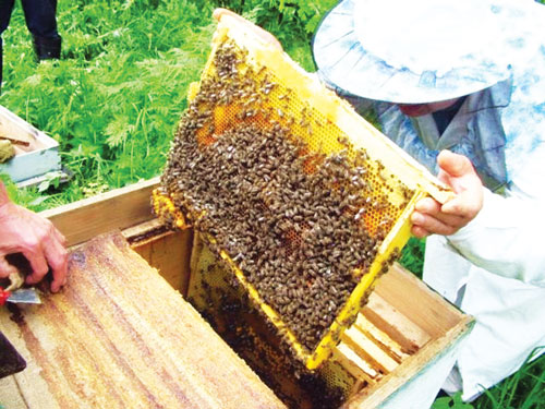 «ҲАРБИЙЧА ИНТИЗОМ»ГА ЭГА ҲАШАРОТ