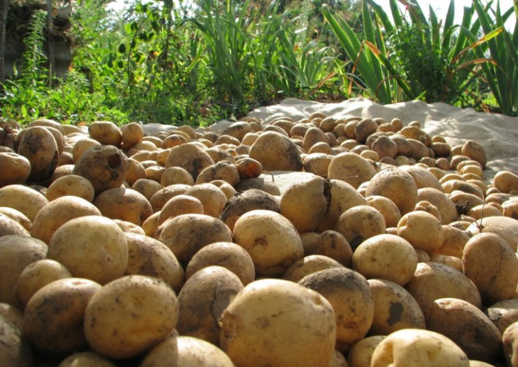 САБЗАВОТКОРЛАРНИНГ ОКТЯБРДАГИ ЮМУШЛАРИ