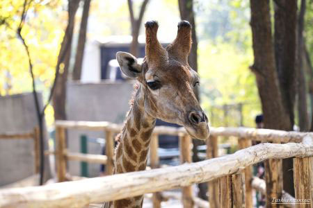 Илк жирафа келтирилди