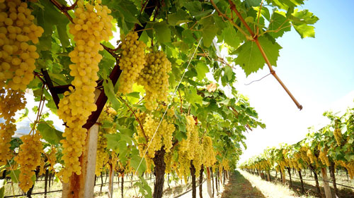 КУЗ ЮМУШЛАРИ