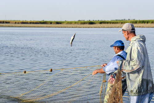 БОЗОРЛАРДА БАЛИҚ КЎПАЯДИ