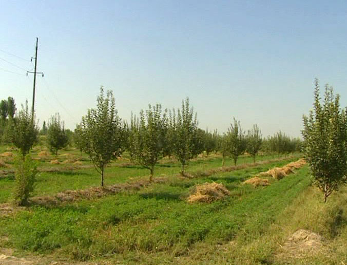 БИР ГЎЗАЛ БОҒКИМ...