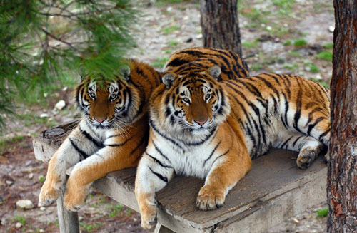 ҚЎРИҚХОНАДА