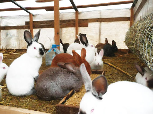 ҚУЁНЧИЛИК: ХАРАЖАТИ ОЗ, ДАРОМАДИ СОЗ