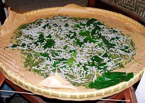 Ипак қурти боқишнинг янгича усули