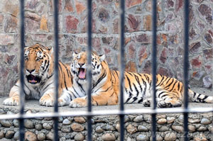 Фарғонада ҳайвонот боғи