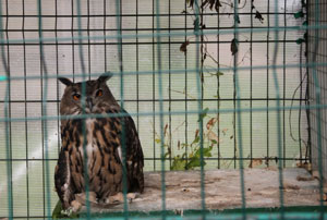 Воронежда ҳам парранда гриппи