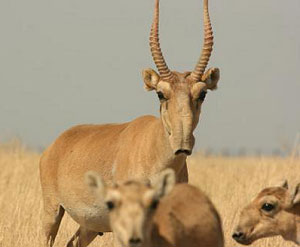 Сайғоқлар йўқолиш арафасида