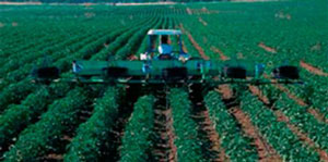 Ғўза орасига  ғалла экади