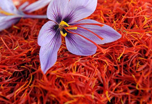 ЯККАБОҒДА 4, ШАҲРИСАБЗДА 3 ГЕКТАР ПЛАНТАЦИЯ