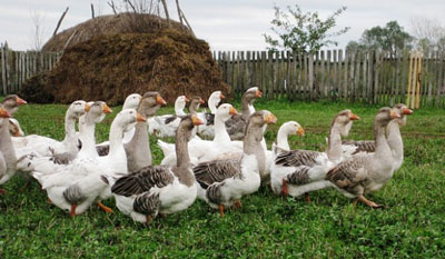 ЎРДАК ПАРВАРИШЛАБ, ФОЙДА ОЛИШ СИРЛАРИ