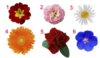 ГУЛНИ ТАНЛАНГ ВА ЎЗИНГИЗНИ АНГЛАНГ