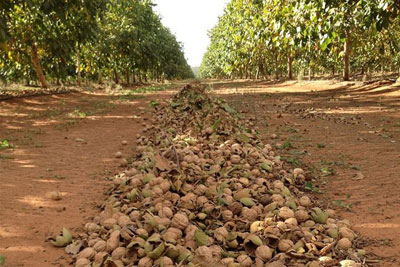 ЁНҒОҚЛИДАГИ МИНГ ЁНҒОҚ