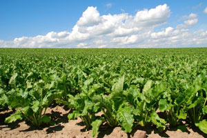 ОЗУҚАБОП ЭКИНЛАРНИ ТАКРОРИЙ ЕТИШТИРИШ