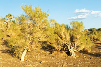 ЧЎЛ БУ — ҚЎШИҚ