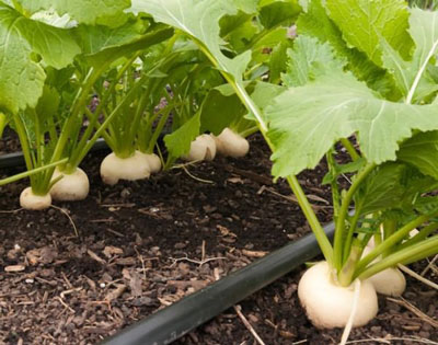 ШОЛҒОМ ЭКИБ, ШОД БЎЛИНГ