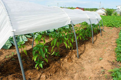 МЕҲНАТНИНГ ТАГИ — ДАРОМАД