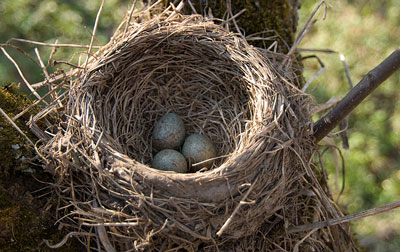 БОБОНИНГ САБОҒИ