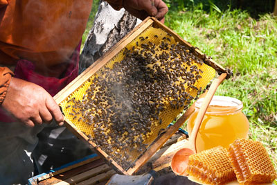 БИР МАВСУМДА 450 КИЛОГРАММ АСАЛ