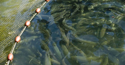 БАЛИҚЛАРГА БАРРА БЕДА БЕРАМИЗ!..