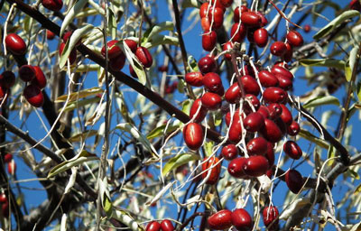 КАМҚОНЛИКДА ФОЙДАЛИ МЕВА