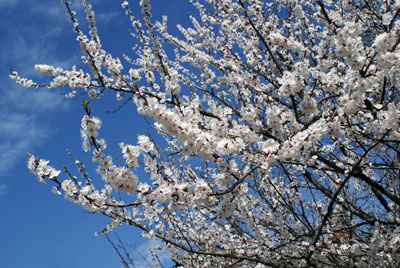 БУ ЙИЛ ЎРИК НЕГА ЭРТА ГУЛЛАДИ?