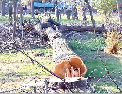 ДАРАХТ КЕСИШ УЧУН