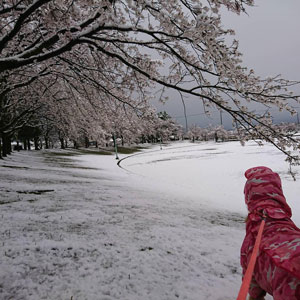 ГУЛЛАЁТГАН САКУРА ҚОР ОСТИДА