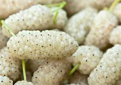 ҚОННИ ТОЗАЛАБ, КЎПАЙТИРУВЧИ МЕВА