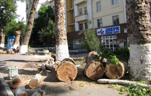 ЭНДИ ДАРАХТ КЕСГАНГА ЖАЗО