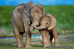 ФИЛ ТИШЛАРИ — ҲУКУМАТ МУЛКИ