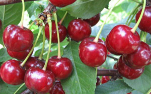 Асабни тинчлантирувчи мева