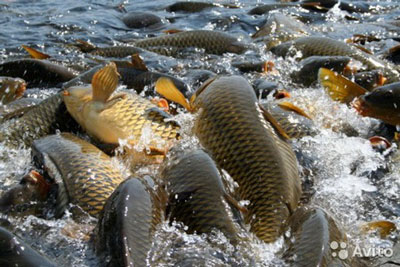 Балиқ етиштириш  кўпайди