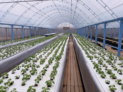 Картошка энди ҳавода тугади