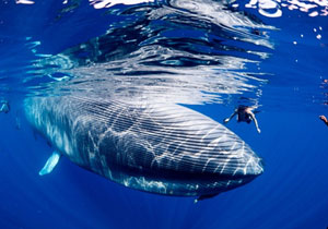 Қизил денгизда кўк кит?