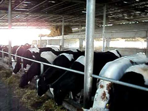 Самарқанддаги бозорлар ўз чорва фермасига эга бўлади