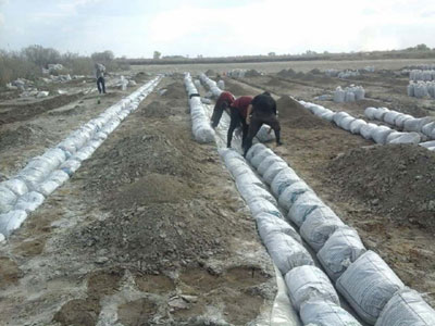 Энди саҳрода тарвуз етиштирилади