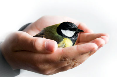 Қафасдаги қуш