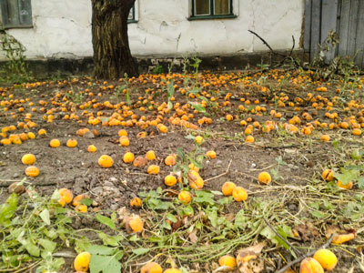 Хор бўлаётган неъматлар овози