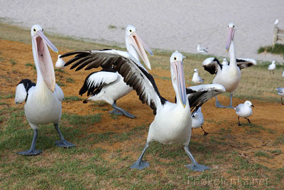 Сақоқушлар қайтмоқда