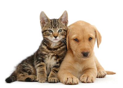 ҚОТИЛЛИК ҚИЛАЁТГАН  БОЛАЛАР